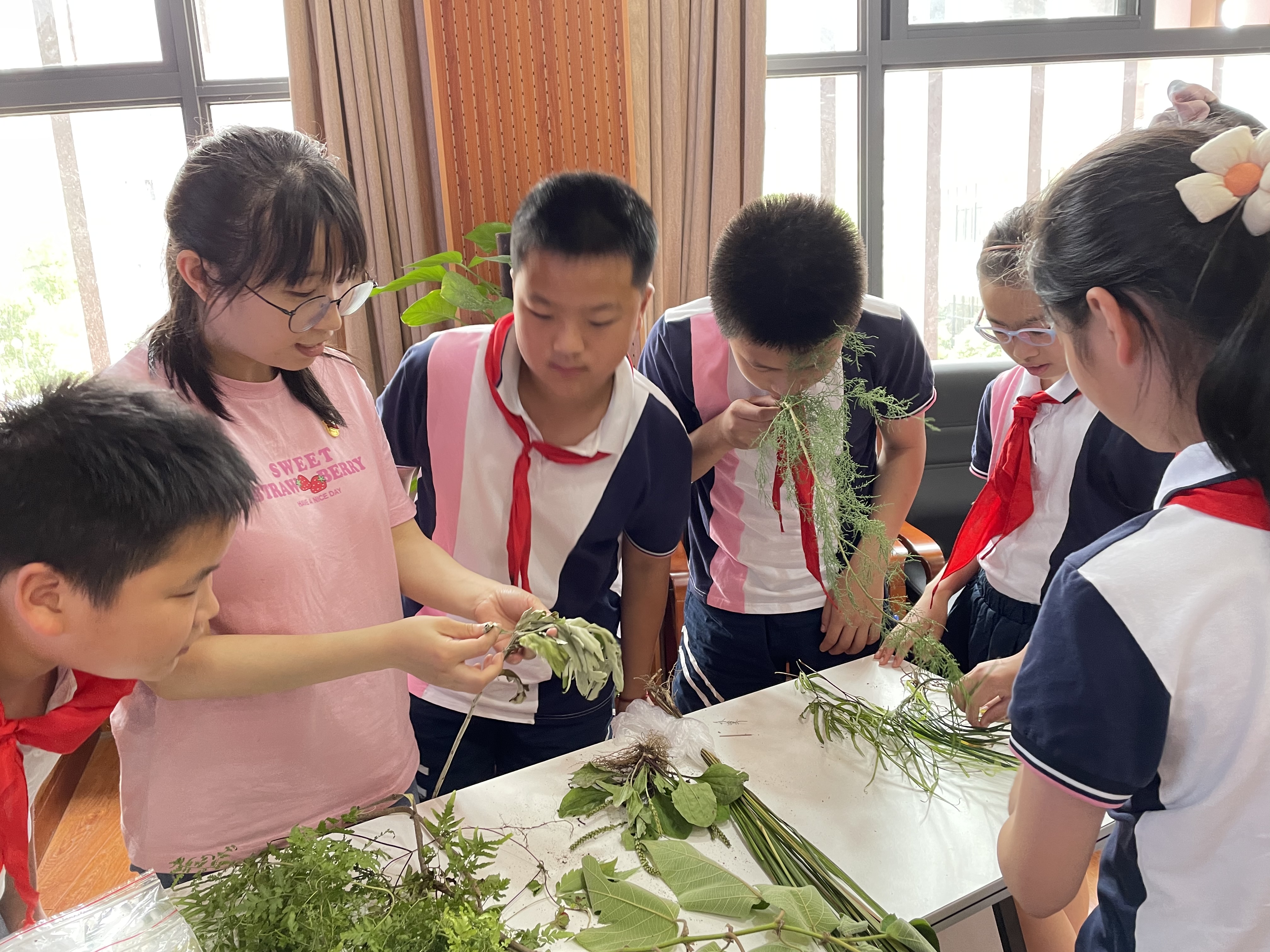 辨识草药.jpg